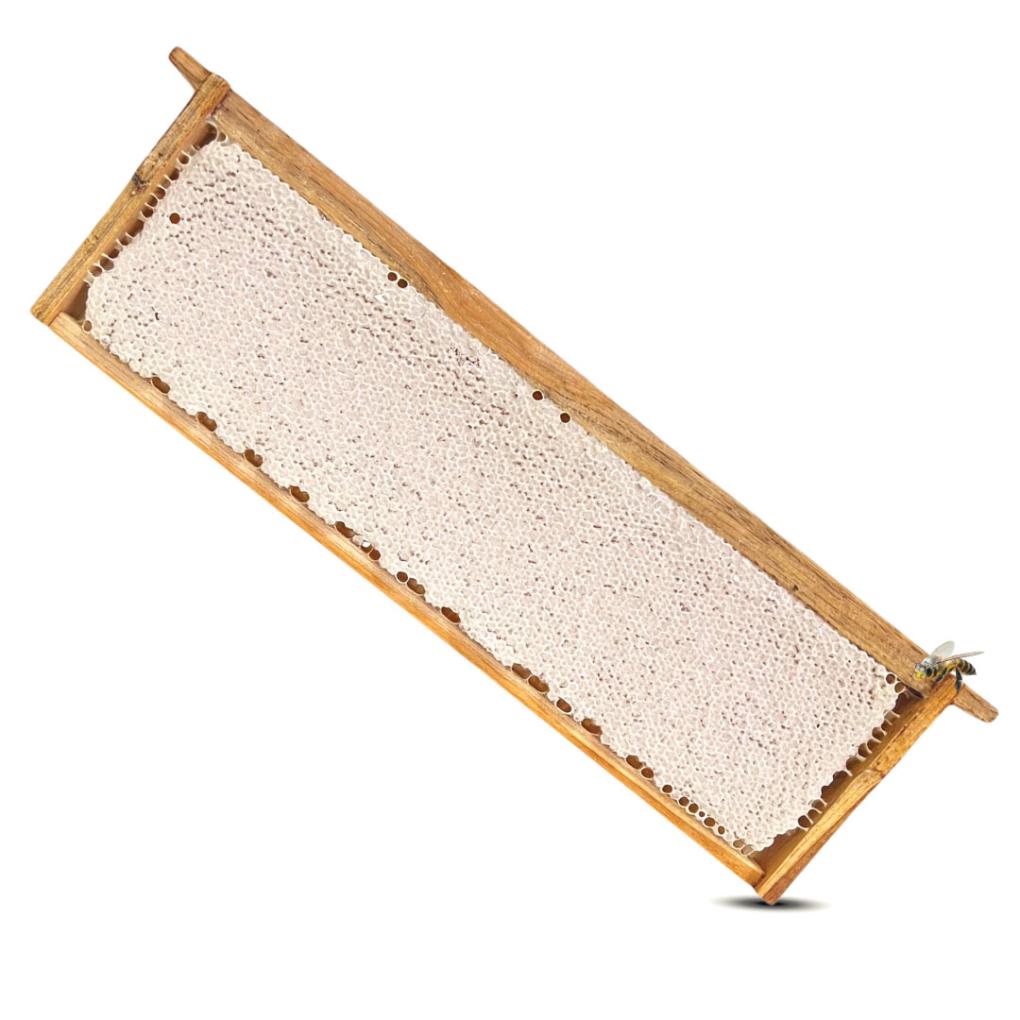 รวงผึ้งแบบคอน